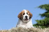 SAINT BERNARD 013